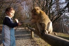 kind_fuettert_berberaffen_8f154a663c_pla_4969283b4a_rdax_230x153